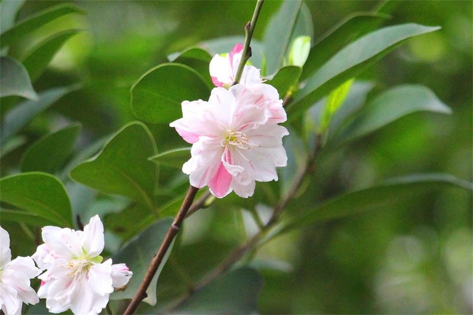 微距摄影漂亮的桃花高清花卉图片