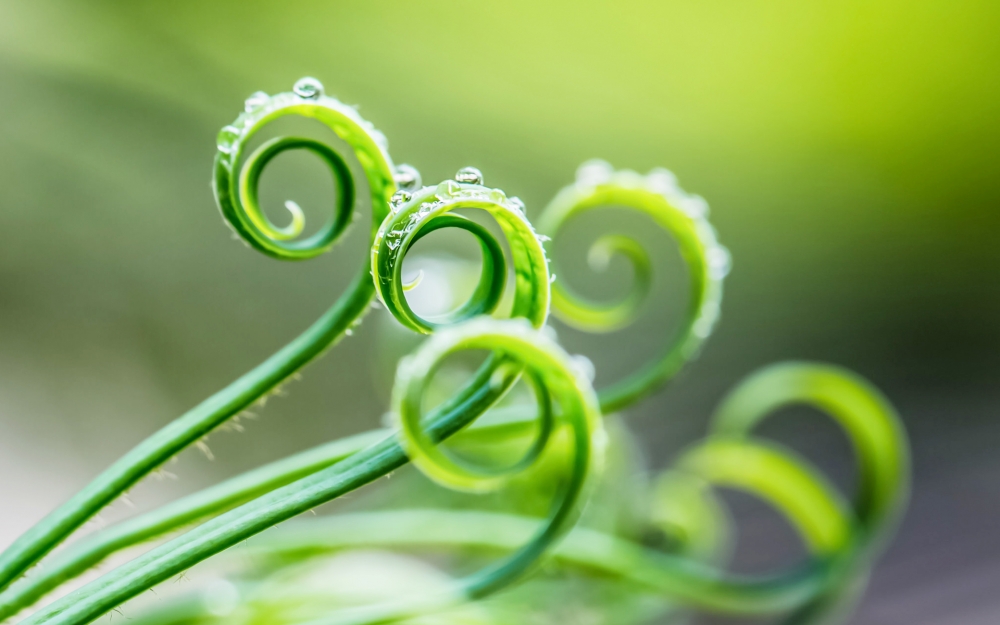 绿色植物护眼桌面背景图片1下载