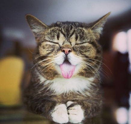 臭脸猫>^ω^