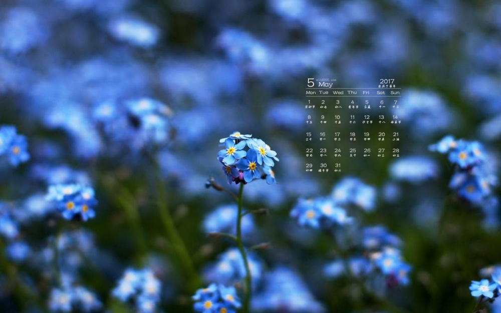 2017年5月清新唯美植物花卉日历壁纸