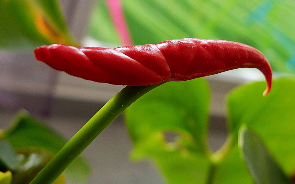 奇异花朵红掌桌面壁纸