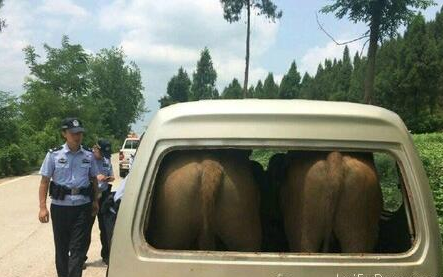 把两头牛塞进面包车应该是第一人