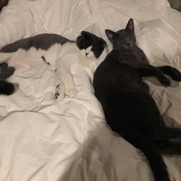 论猫性