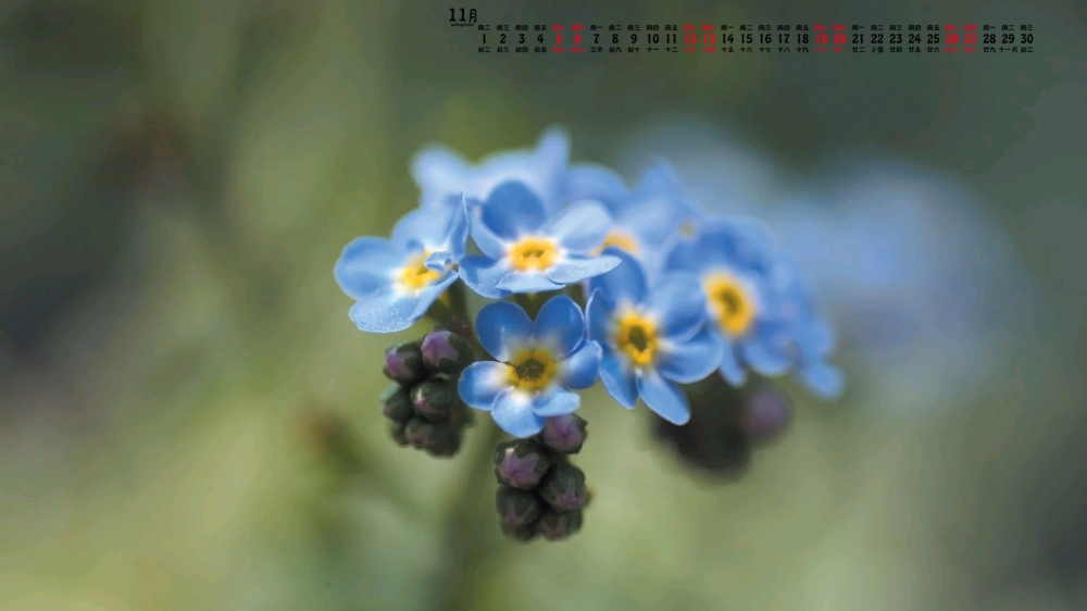 2016年11月日历清新植物高清护眼壁纸下载
