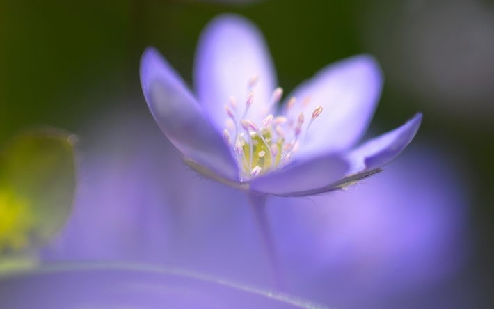 高清花卉电脑桌面壁纸大全