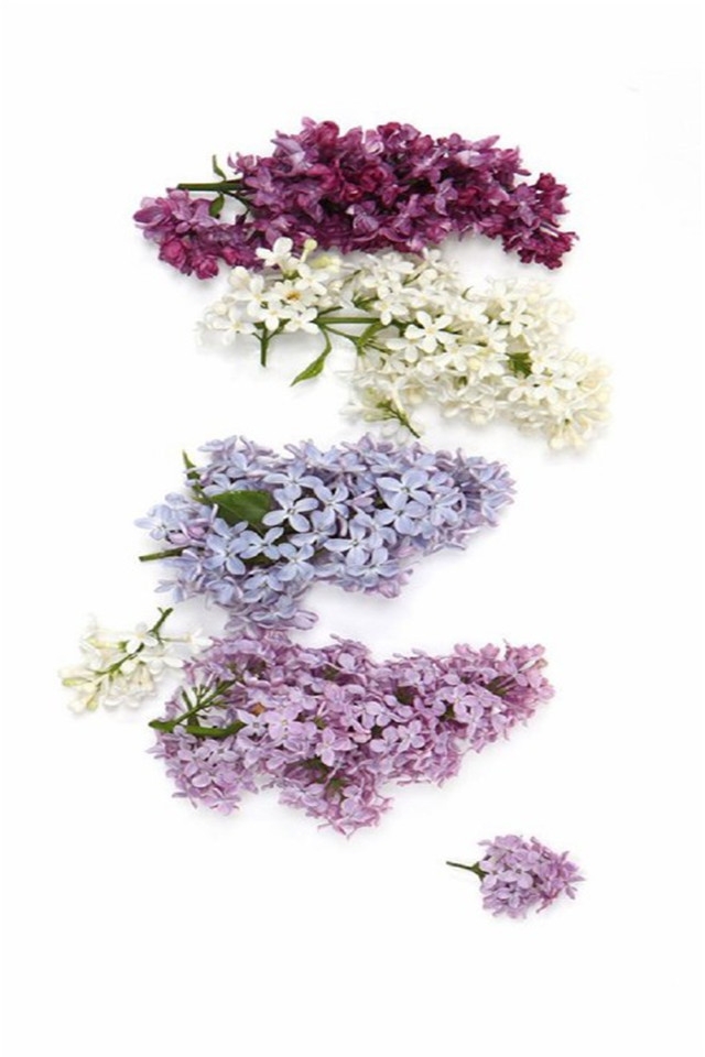 日系小新清花花草草唯美高清手机壁纸下载