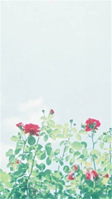 唯美风景小清新花朵手机壁纸