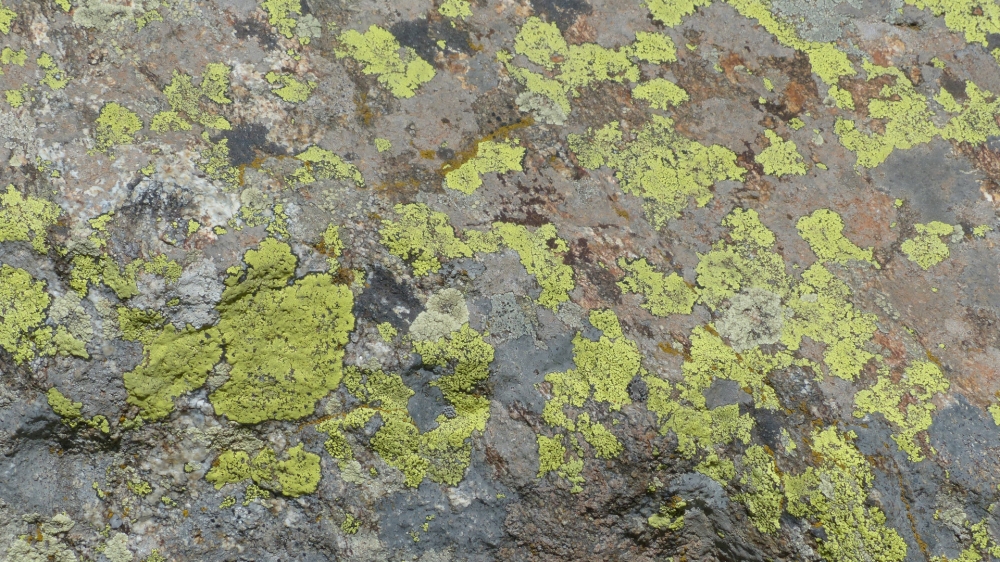 绿色苔藓植物图片