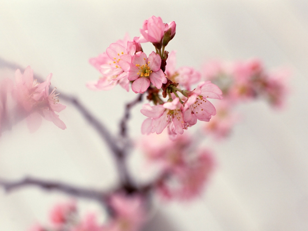 室内花 第七辑