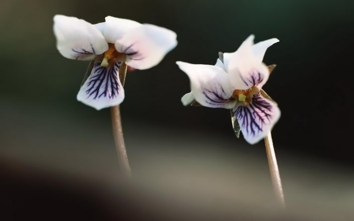 高清植物桌面壁纸 1920X1200【31P】