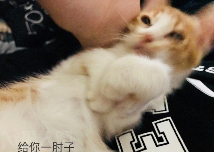 易烊千玺的猫 易烊千玺二十