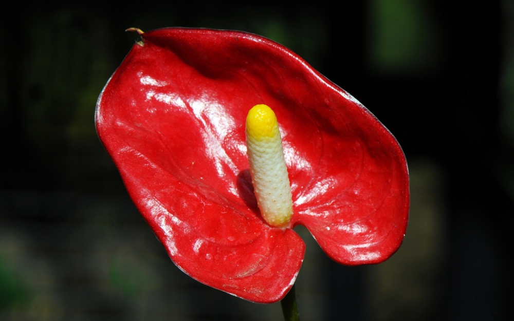 奇异花朵红掌桌面壁纸