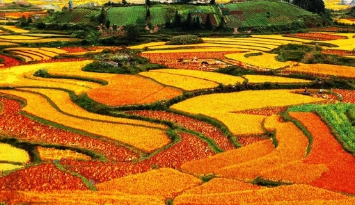 农村的靓丽风景线 梯田图片美景
