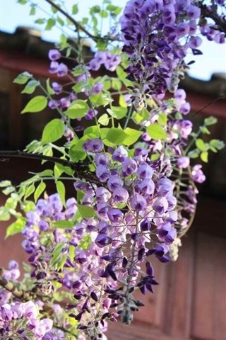 小清新唯美花朵图片手机壁纸