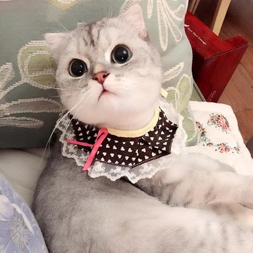 论猫性