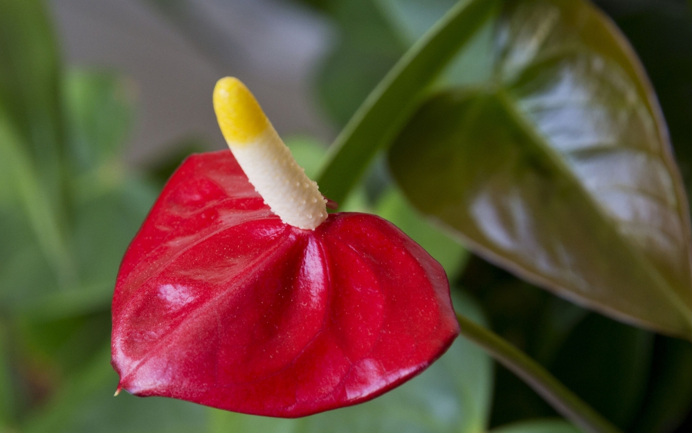 奇异花朵红掌桌面壁纸