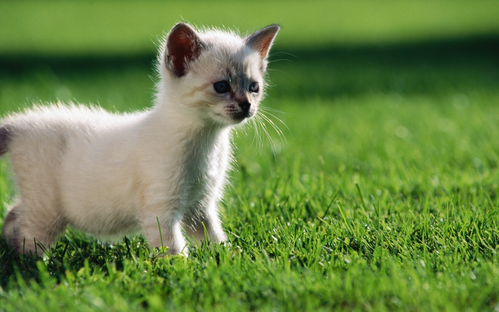 草地上可爱的猫咪宝贝桌面壁纸