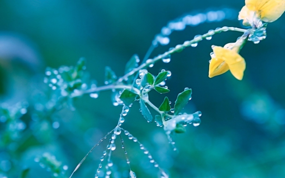 春雨过后的花草植物小清新桌面壁纸