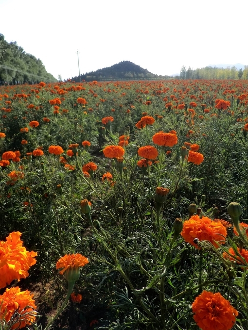 五颜六色的桂林绚丽花朵图片