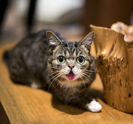 臭脸猫>^ω^