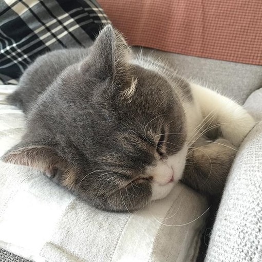 论猫性