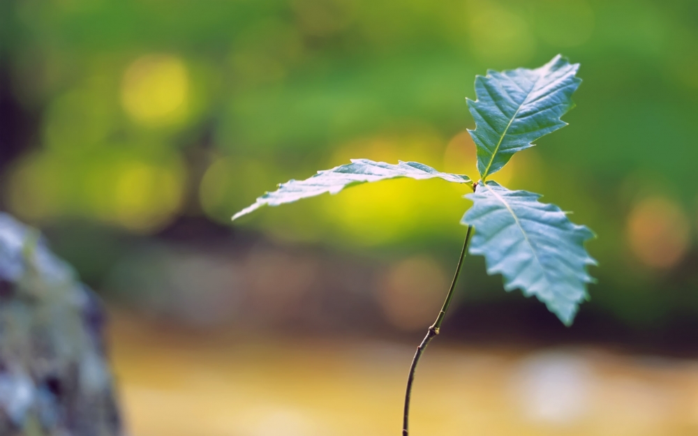 清新绿色护眼嫩芽高清桌面壁纸下载 第二辑