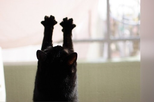 超萌超卡哇伊的猫咪幼崽 唯美特写小清新图片
