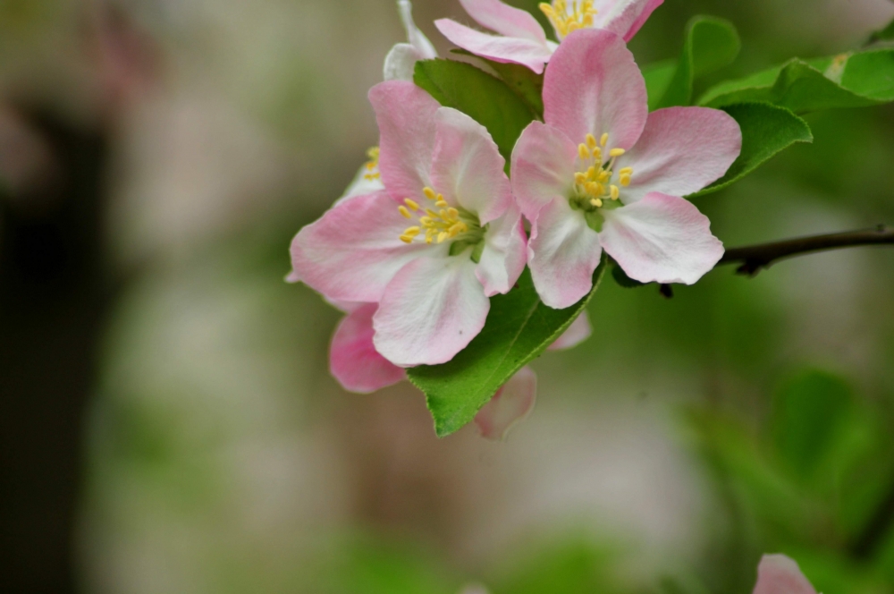 摄影美丽高雅的海棠花观赏植物图片