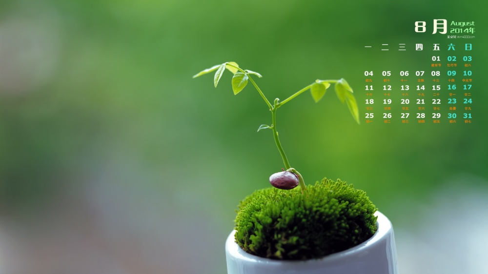 2014年8月日历桌面壁纸清新的养眼绿色嫩芽图片