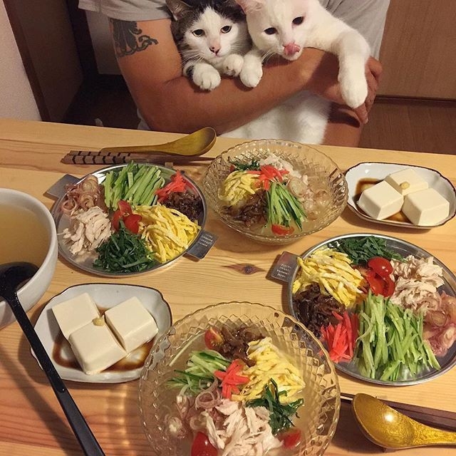 路遇：喵星人也想吃