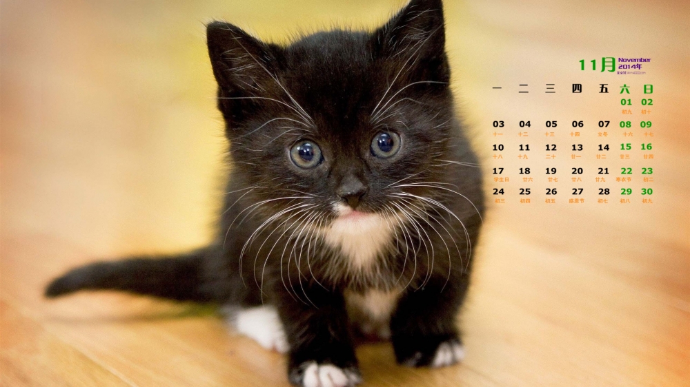 2014年11月日历桌面壁纸精选可爱萌宠小猫高清图片