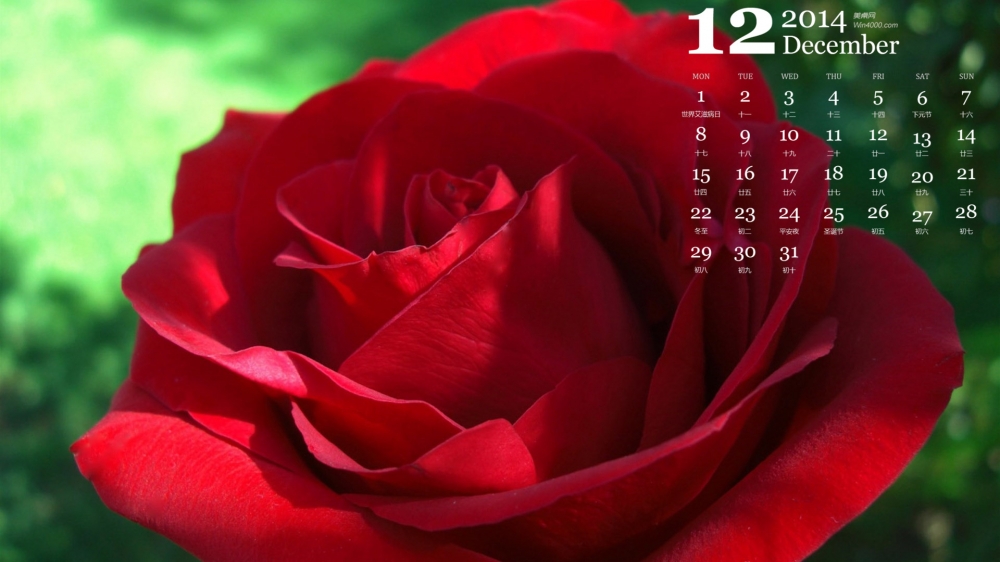 2014年12月日历雨滴下的红玫瑰浪漫情人节高清电脑桌面壁纸