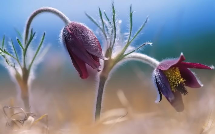 高清植物桌面壁纸 1920X1200【31P】