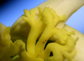 大自然森林植物