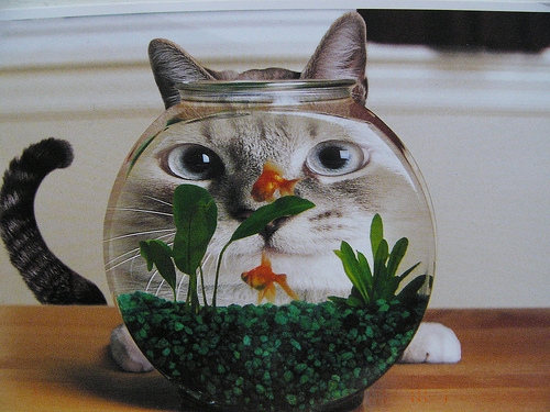 我是萌哒哒的喵星人
