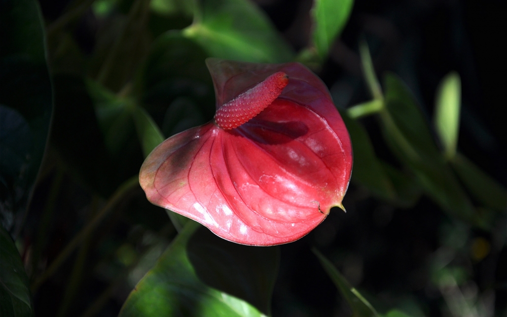 奇异花朵红掌桌面壁纸
