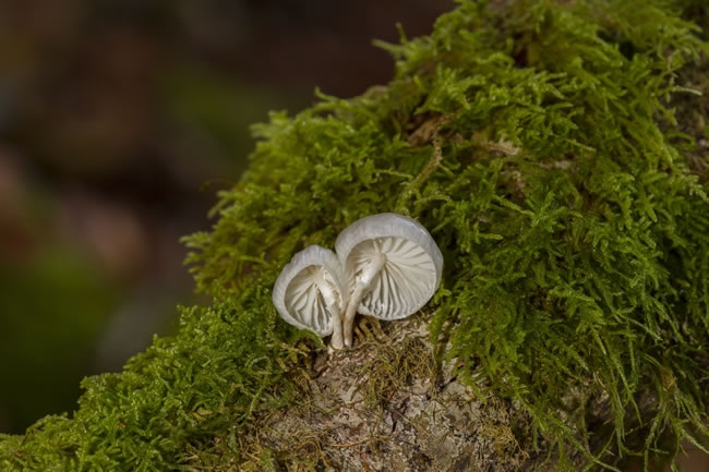 白色小蘑菇高清图片