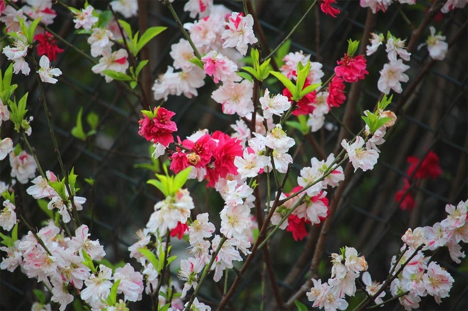 微距摄影漂亮的桃花高清花卉图片