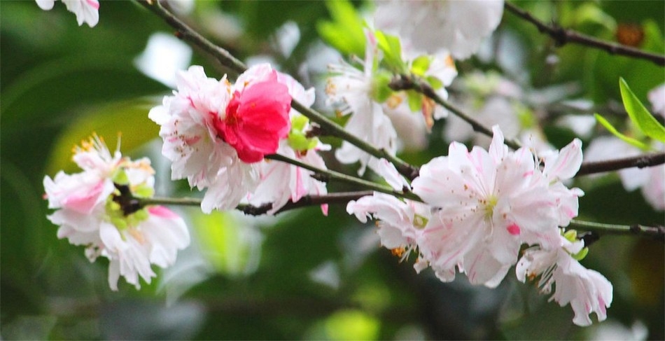 微距摄影漂亮的桃花高清花卉图片