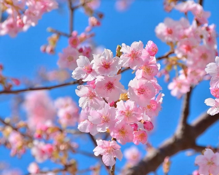 清新唯美桃花花卉电脑壁纸下载