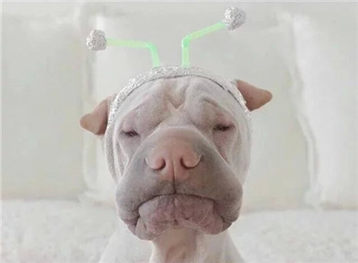你最爱哪只沙皮狗