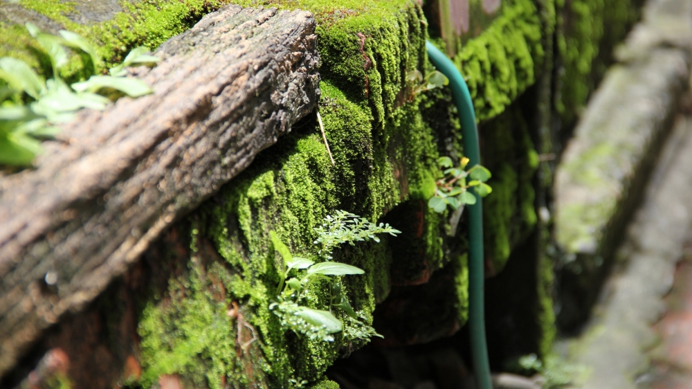 绿色苔藓植物图片