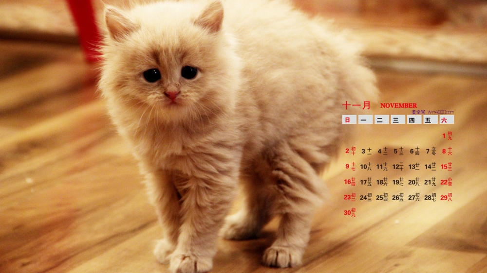 2014年11月日历桌面壁纸精选可爱萌宠小猫高清图片