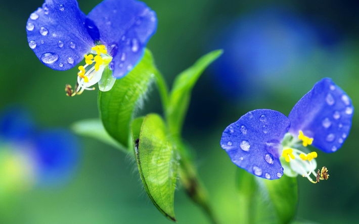 高清植物桌面壁纸 1920X1200【31P】