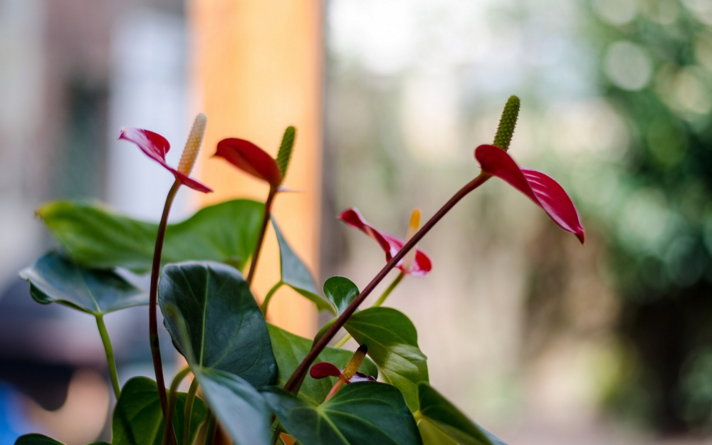 奇异花朵红掌桌面壁纸