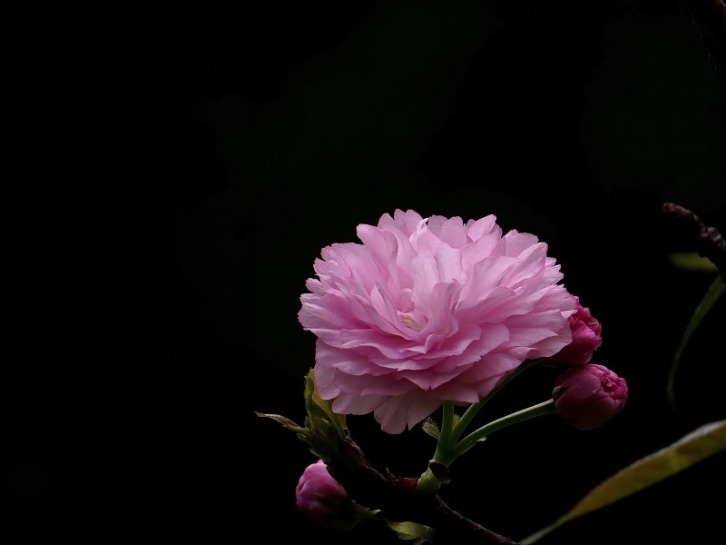 典雅芬芳的樱花图片