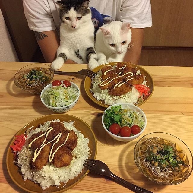 路遇：喵星人也想吃