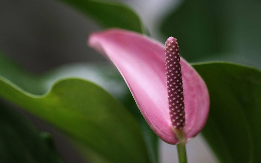 奇异花朵红掌桌面壁纸