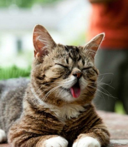 臭脸猫>^ω^
