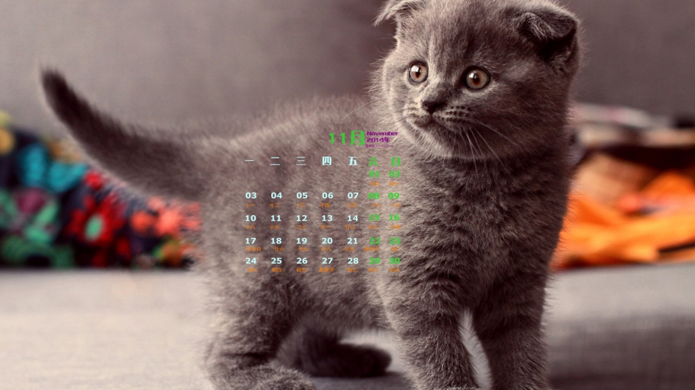 2014年11月日历桌面壁纸精选可爱萌宠小猫高清图片